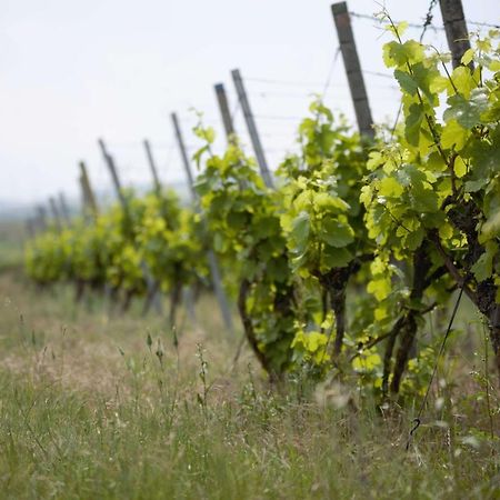 Seinsheim Weingut Schilling酒店 外观 照片
