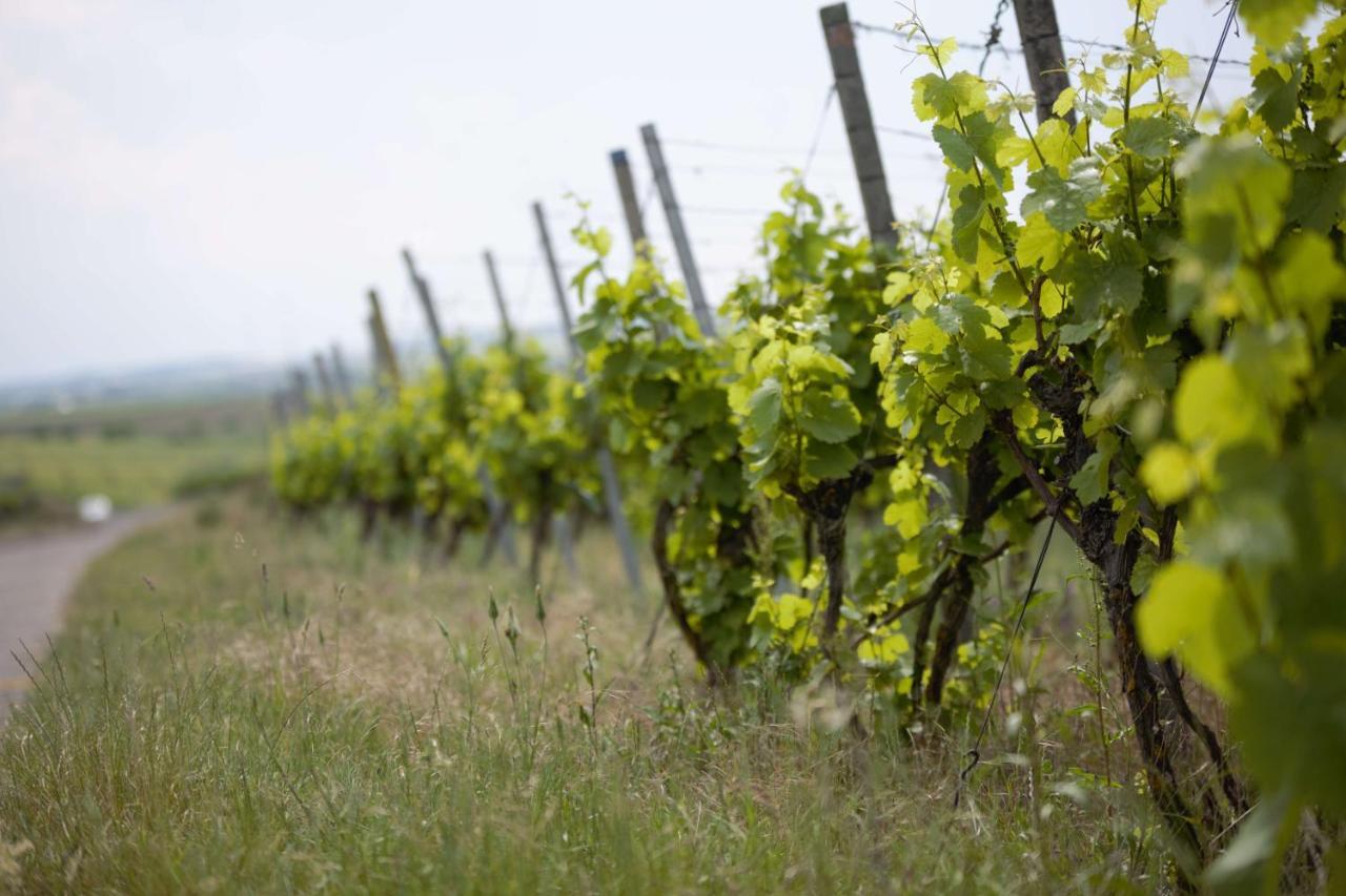Seinsheim Weingut Schilling酒店 外观 照片